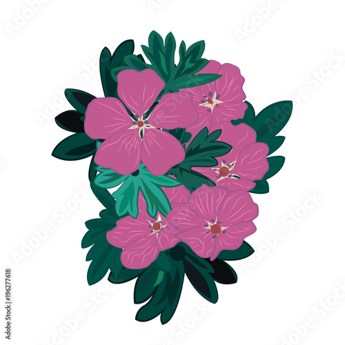 Fototapeta Naklejka Na Ścianę i Meble -  Geranium vector illustration