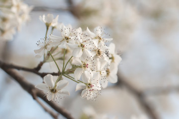 Papier peint photo  White Blooms of a Pear Tree  © pamela_d_mcadams