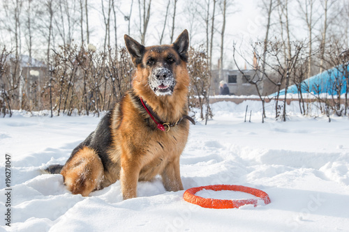 German shepherd playing with its ring toy in deep snow © kapichka
