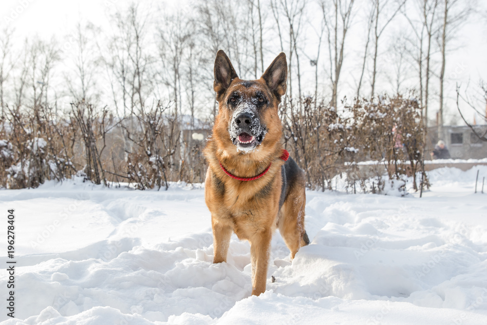 Naklejka premium German shepherd playing with its ring toy in deep snow