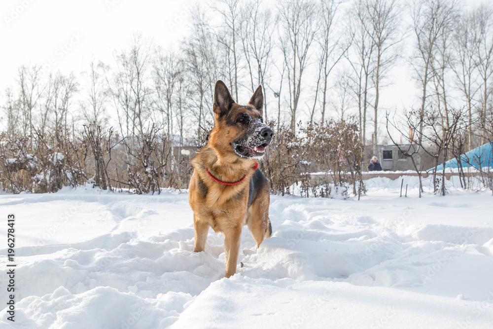 German shepherd playing with its ring toy in deep snow German shepherd playing with its ring toy in deep snow