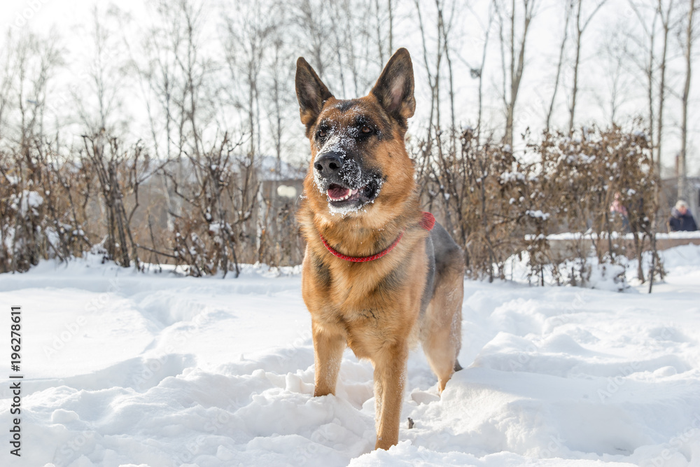 German shepherd playing with its ring toy in deep snow German shepherd playing with its ring toy in deep snow