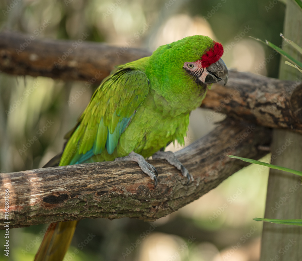great green macaw is curious and has spotted something great green macaw is curious and has spotted something