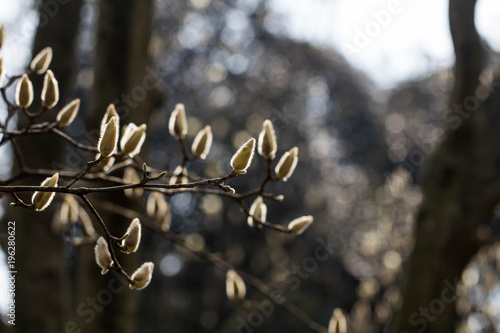 The plum blossom