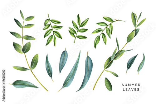 Big set of watercolor leaves. Mastic tree and Eucalyptus. Hand painted illustration isolated on white.
