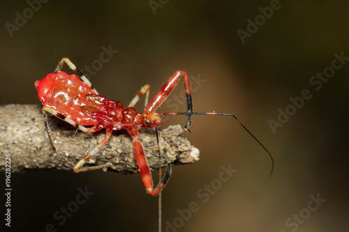 Image of Assassin Bug (Zelus longipes) on dry branches. Insect. Animal. photo
