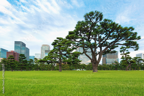 Pine trees outside the Emperor's Palace in Chiyoda, Tokyo, Japan