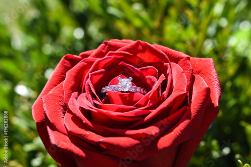 Close up of a diamond engagement ring resting on a red rose.