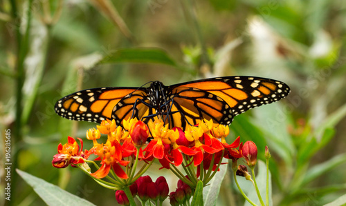 Monarch Butterfly © V