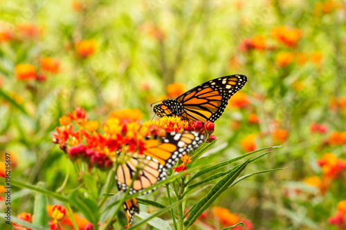 Monarch Butterfly