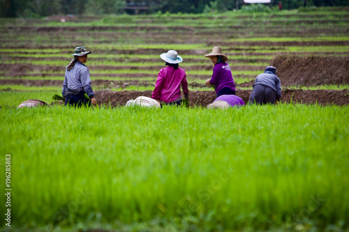 Farmer working rice fried nature 