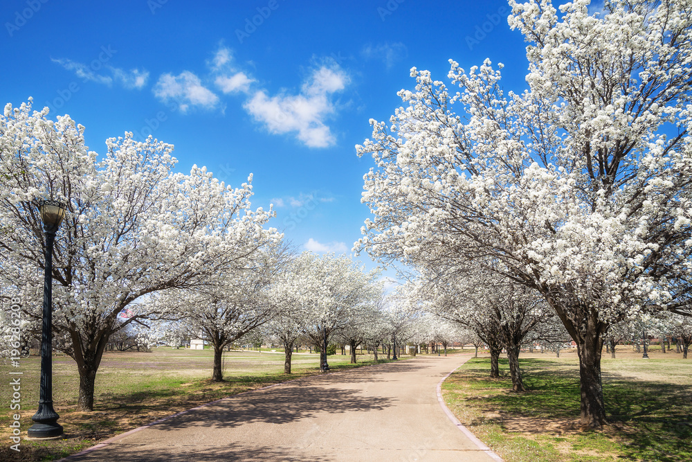 White Bradford pear trees blooming along a street in the Texas spring. Sunny day with beautiful blue sky and white clouds. White Bradford pear trees blooming along a street in the Texas spring. Sunny day with beautiful blue sky and white clouds.