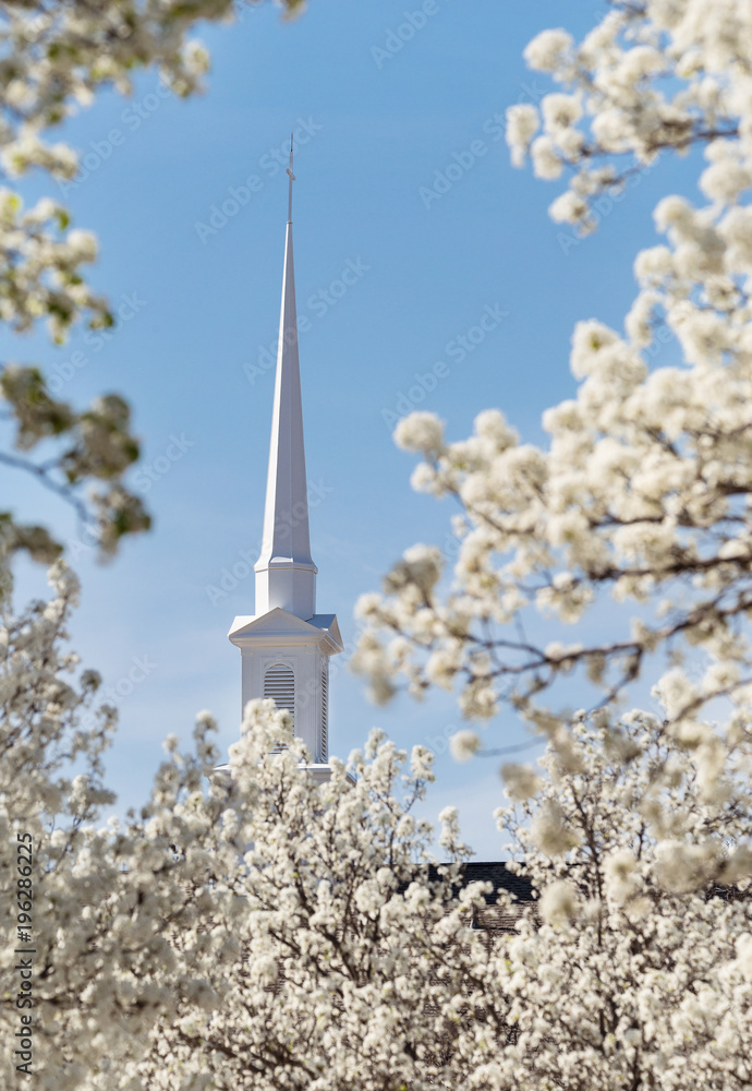 Church steeple surrounded by white Bradford pear tree blossoms in the Texas spring. Blue sky background. Church steeple surrounded by white Bradford pear tree blossoms in the Texas spring. Blue sky background.