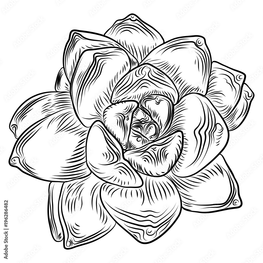 Drawing cactus Succulent bouquets elements for invitations, greeting cards, covers and other items. Vector.