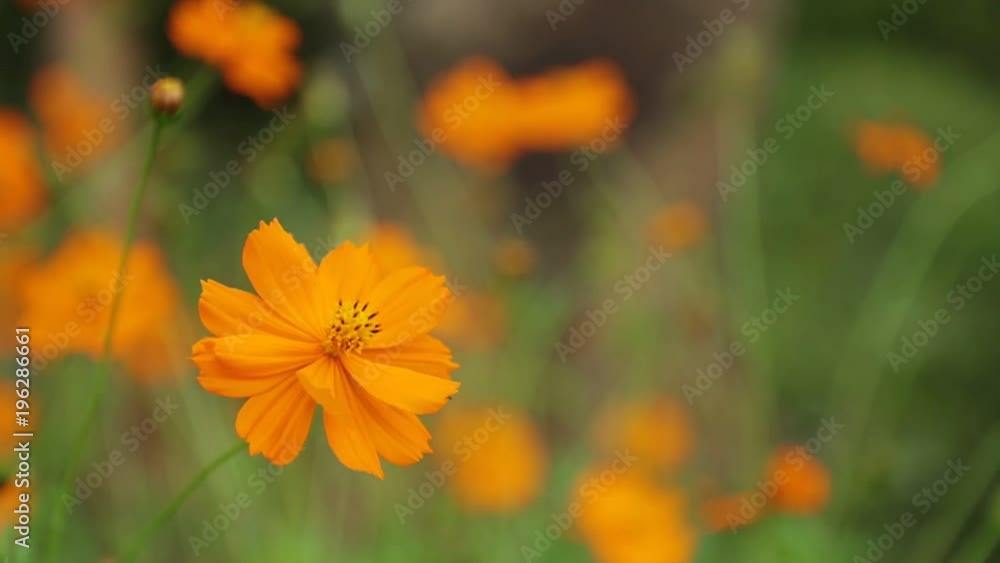 Cosmos bipannatus flowers an ornamental plant from the daisy family in full bloom with green foliage background close up macro high definition movie clip stock footage.