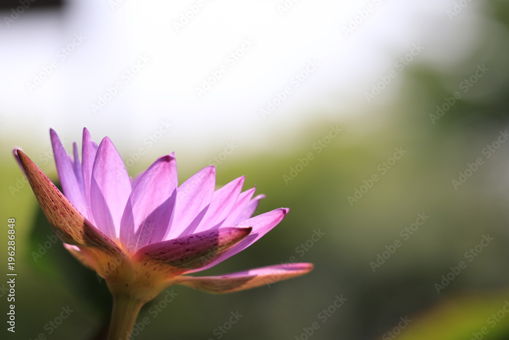 Close up transparency purple lotus flower in the pond 