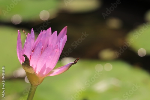 Close up transparency pink lotus flower in the pond 