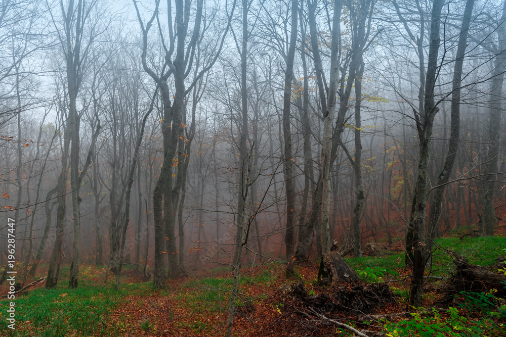 Mystical autumn forest in the fog Mystical autumn forest in the fog