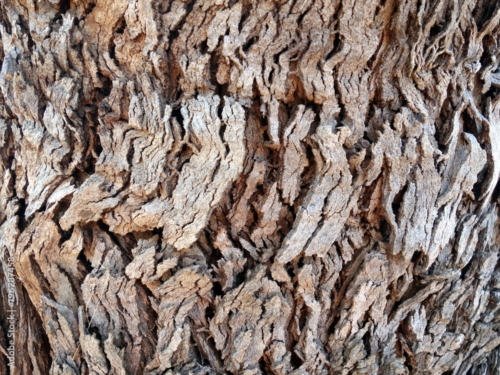 Pawlownia Tree Bark Close Shot Paulownia Tomentosa Bark, 51% OFF