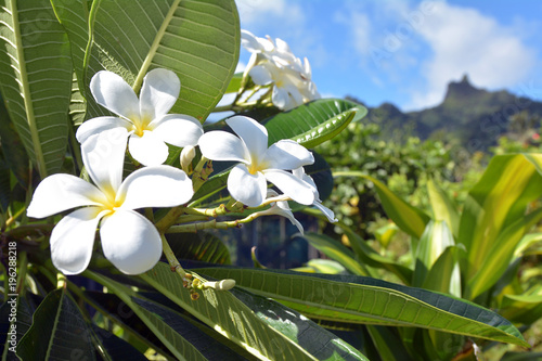 Tableau sur toile Plumeria flowers grows in Rarotonga Cook Islands