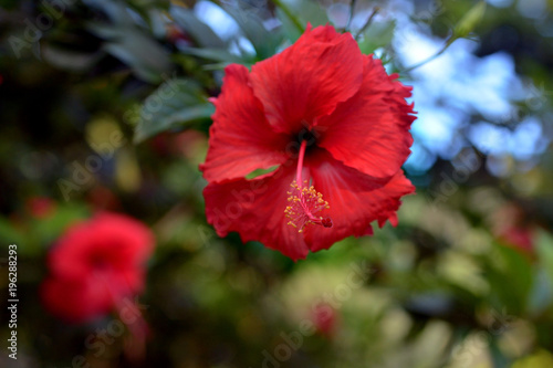Red Hibiscus flowering plants grows on Rarotonga Cook Islands