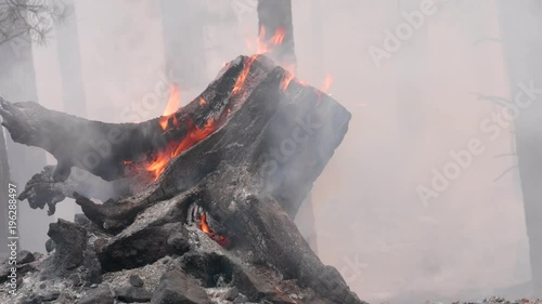 A forrest smoking after a large wildfire passed through