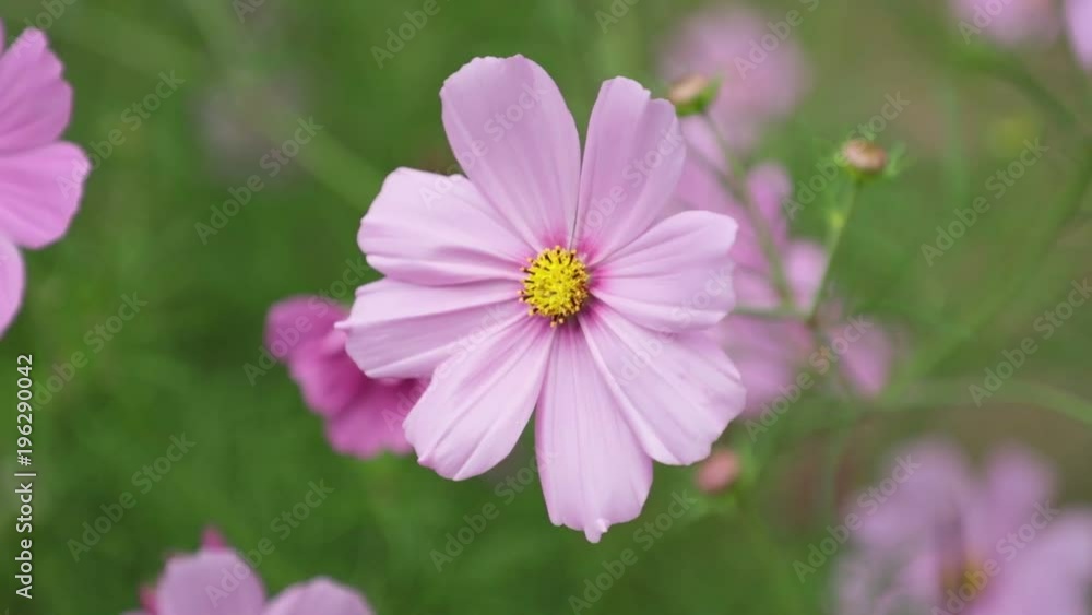 Cosmos bipannatus flowers an ornamental plant from the daisy family in full bloom with green foliage background close up macro high definition movie clip stock footage. Cosmos bipannatus flowers an ornamental plant from the daisy family in full bloom with green foliage background close up macro high definition movie clip stock footage.