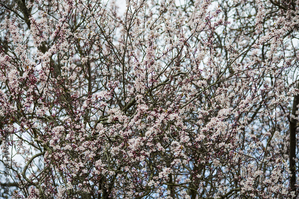 Magnificent display of pink cherry blossom in spring Magnificent display of pink cherry blossom in spring