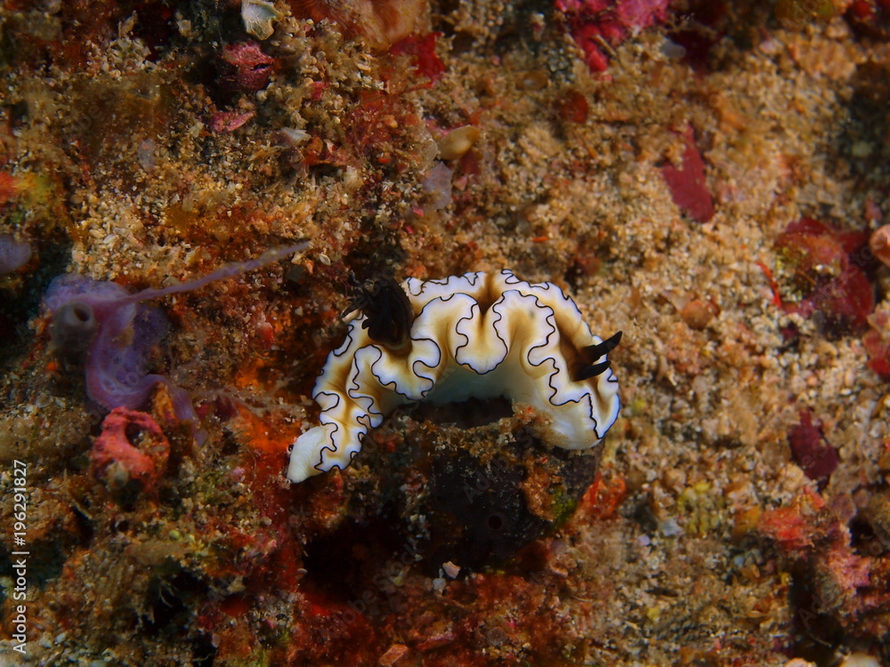 True sea slug True sea slug