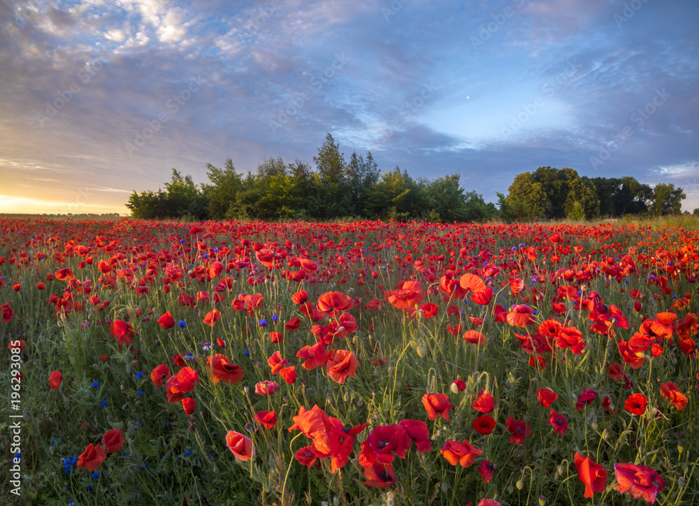 red wild poppies in the light of the rising sun