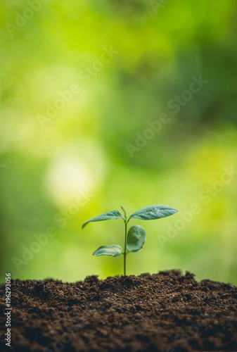 Young plant tree in nature
