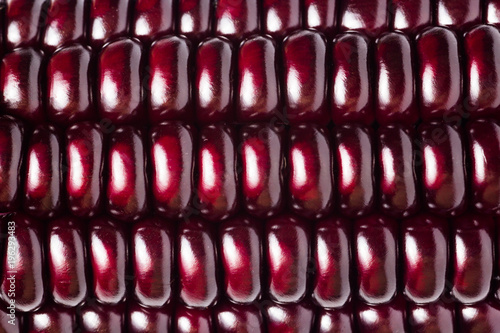 Siam Ruby Queen sweet corn closeup