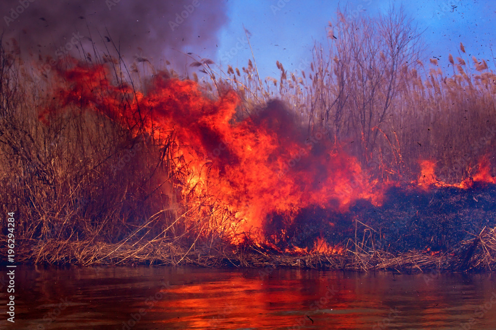 Disaster. Burning reeds in the spring in the delta of the Volga in the Astrakhan region.Smoke from reeds. Russia.