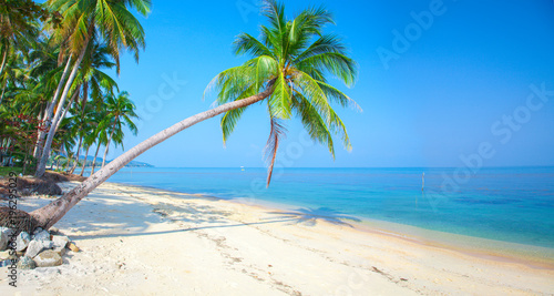 tropical beach with coconut palm