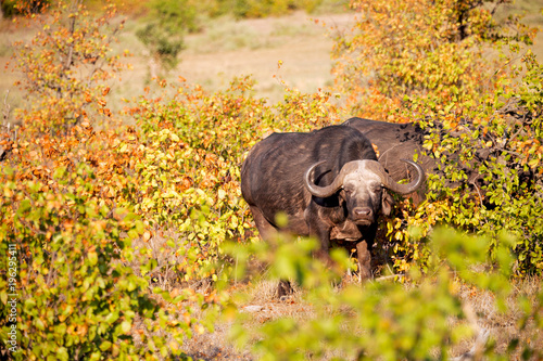  in south africa     wildlife  buffalo