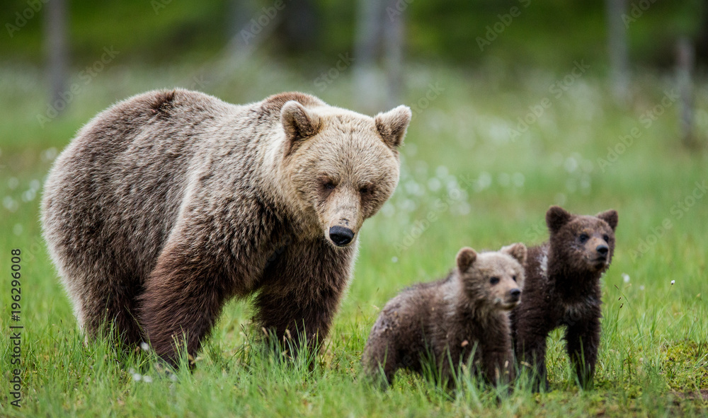 She-bear with cubs against the background of the forest. Summer. Finland. 