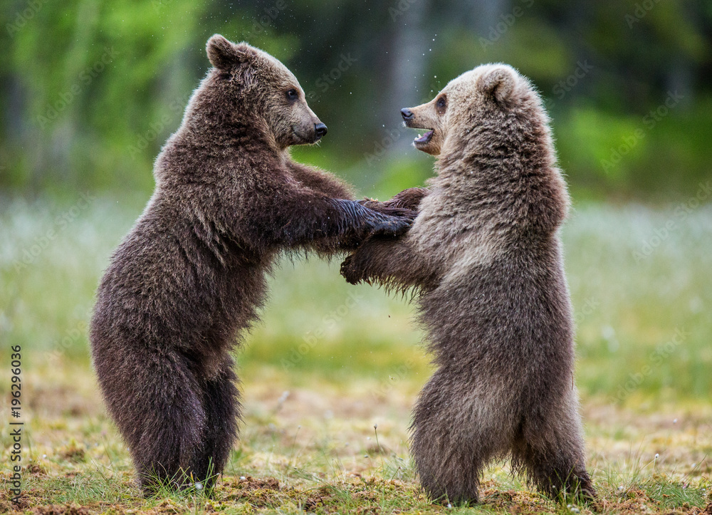 Obraz premium Two cubs play with each other. Summer. Finland. 