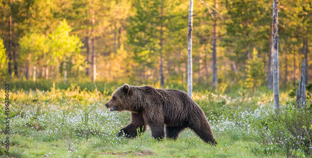 Young Bears in a clearing among the white flowers on a background of a beautiful forest. Summer. Finland.