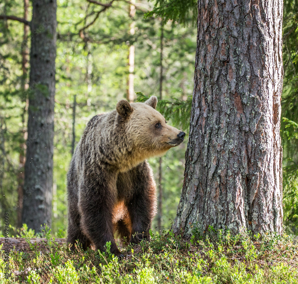 Fototapeta premium Big bear among the trees at the edge of the forest. Summer. Finland.