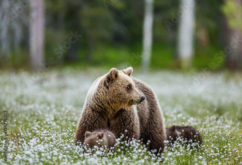 She-bear with cubs against the background of the forest. Summer. Finland.