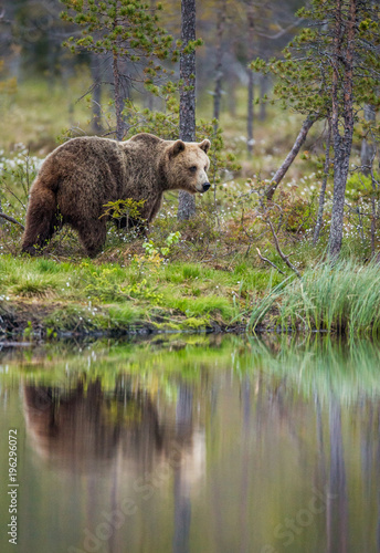 Bear near a forest lake with reflection on a beautiful forest background. Summer. Finland. 