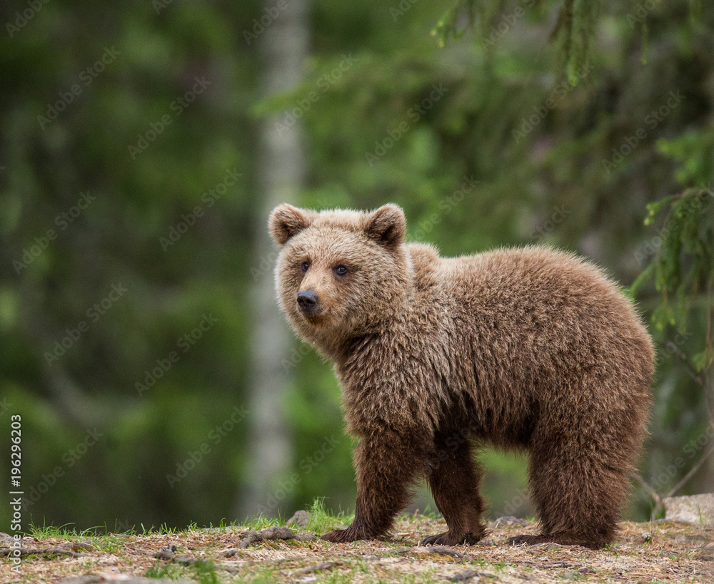 Obraz premium Young bear in a forest among the trees. Summer. Finland.