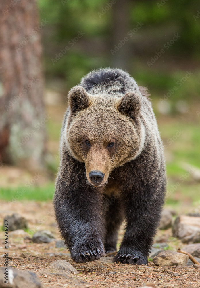 Bear is going directly to the photographer. Close-up. Summer. Finland.