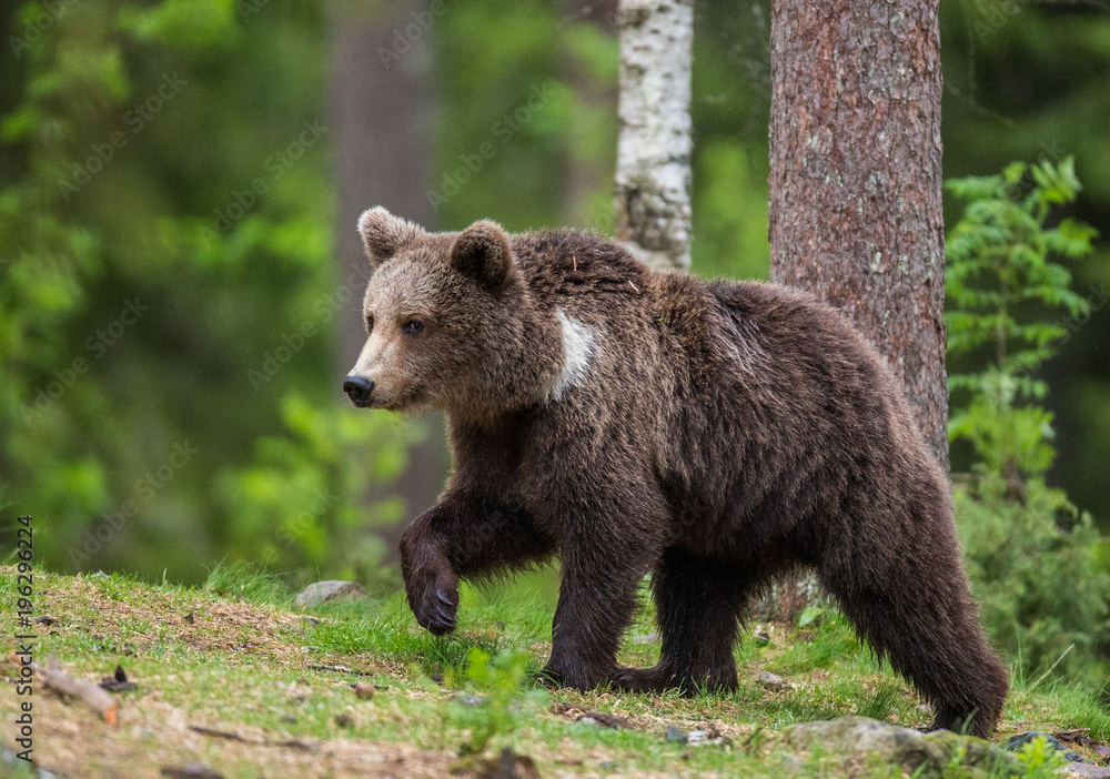 Big bear among the trees at the edge of the forest. Summer. Finland.