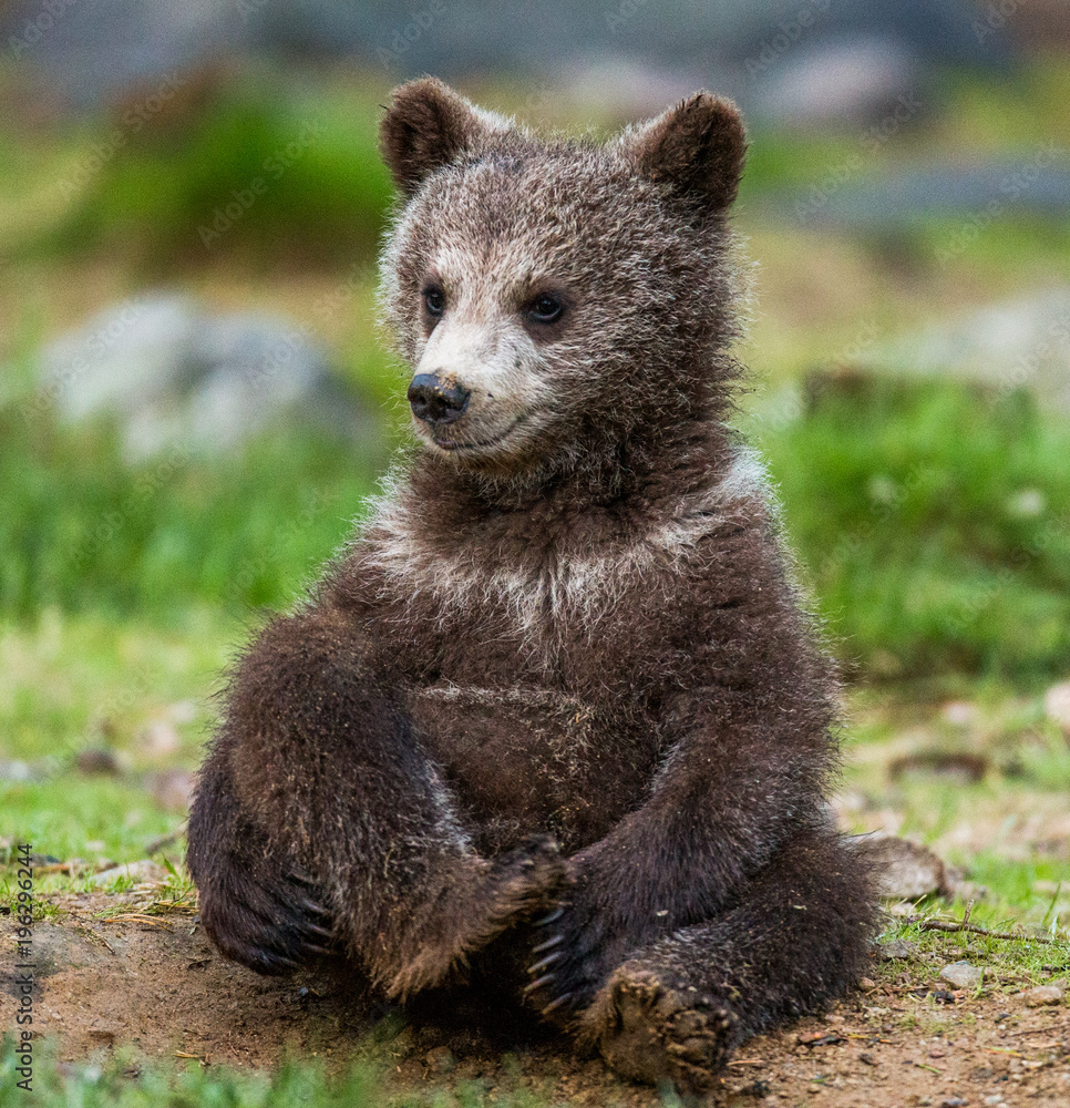 Fototapeta premium Funny bear cub sits on the ground in the forest. Summer. Finland.
