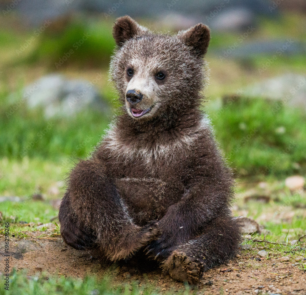 Fototapeta premium Funny bear cub sits on the ground in the forest. Summer. Finland.