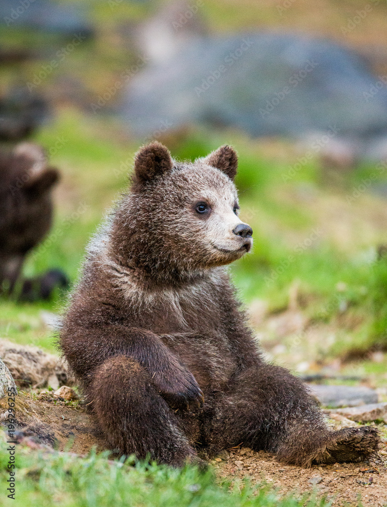 Fototapeta premium Funny bear cub sits on the ground in the forest. Summer. Finland.
