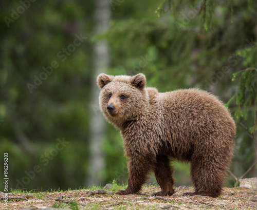 Young bear in a forest among the trees. Summer. Finland.