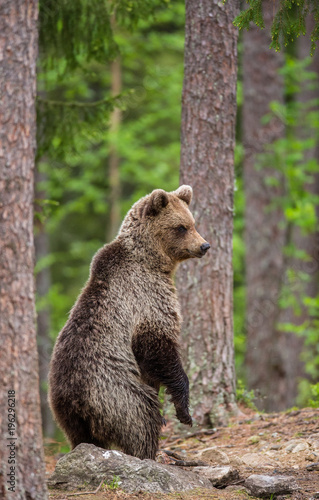 Bear stands on its hind legs and looks out into the distance in the middle of the forest. Summer. Finland.