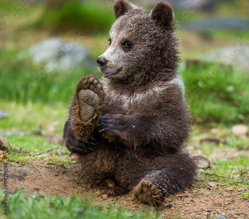 Funny bear cub sits on the ground in the forest. Summer. Finland.